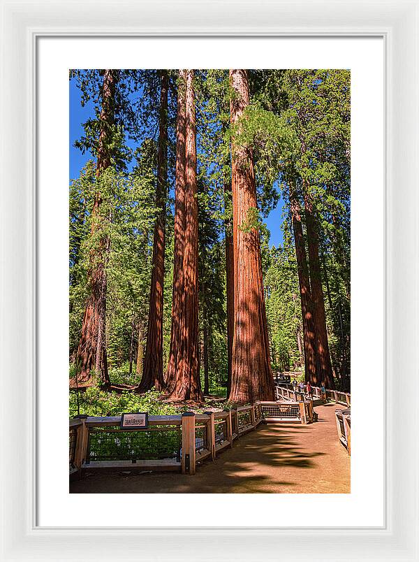 Trail Through Mariposa Grove - Framed Print