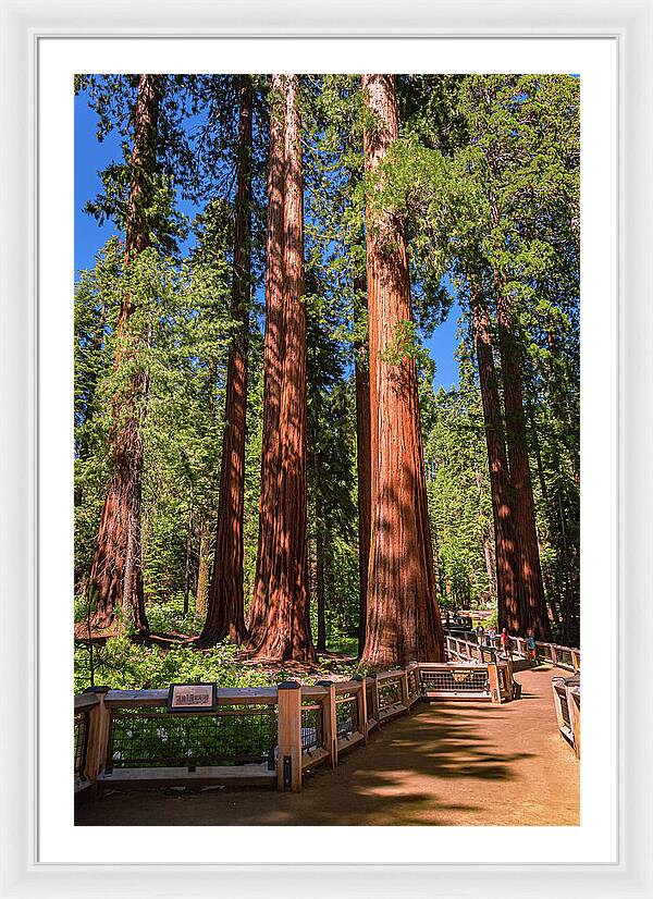Trail Through Mariposa Grove - Framed Print