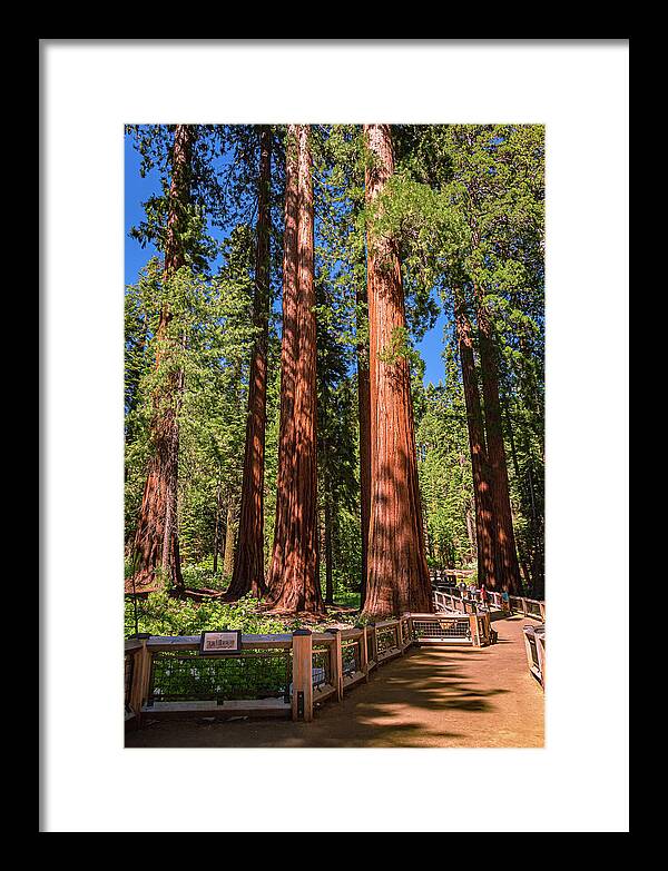 Trail Through Mariposa Grove - Framed Print