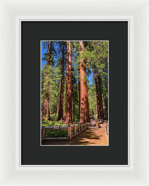 Trail Through Mariposa Grove - Framed Print