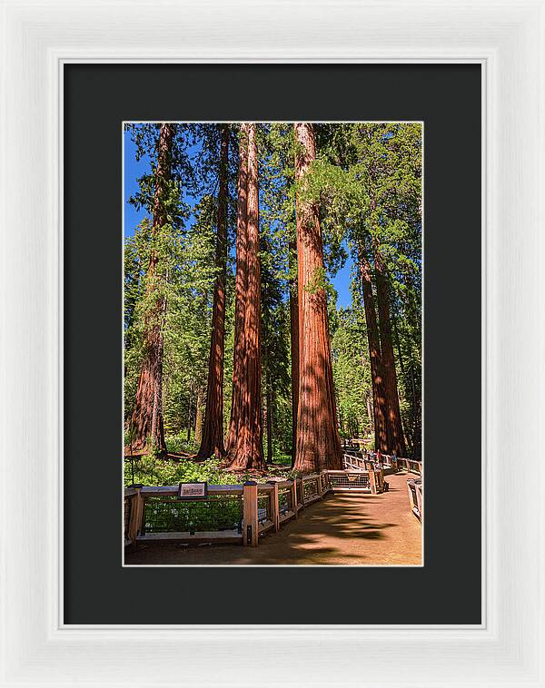 Trail Through Mariposa Grove - Framed Print