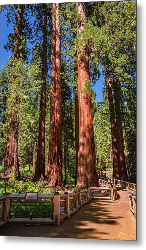 Trail Through Mariposa Grove - Metal Print