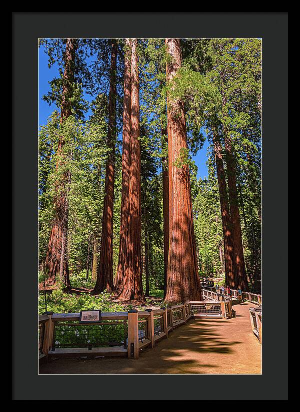 Trail Through Mariposa Grove - Framed Print
