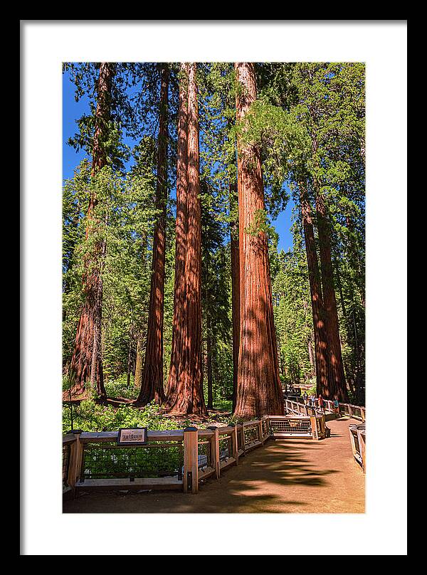 Trail Through Mariposa Grove - Framed Print