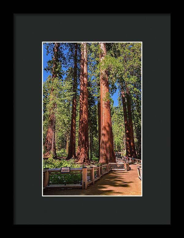 Trail Through Mariposa Grove - Framed Print