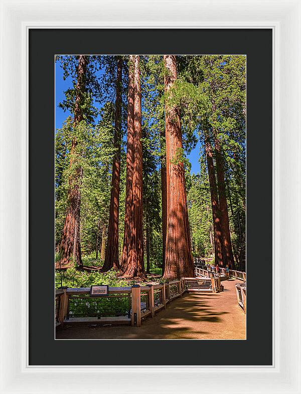 Trail Through Mariposa Grove - Framed Print