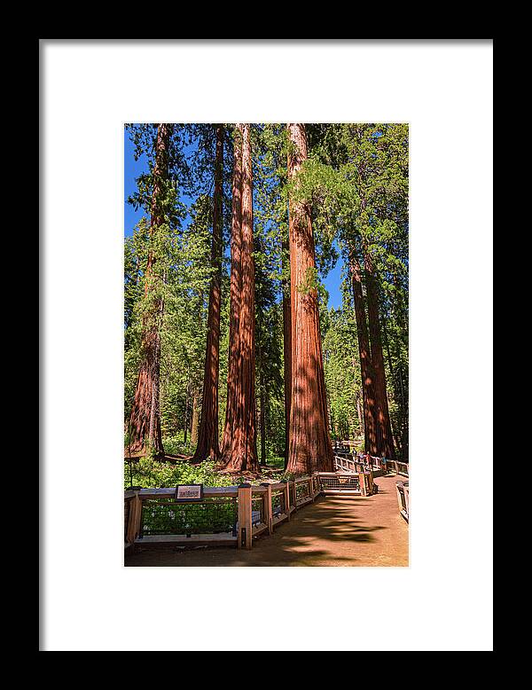 Trail Through Mariposa Grove - Framed Print