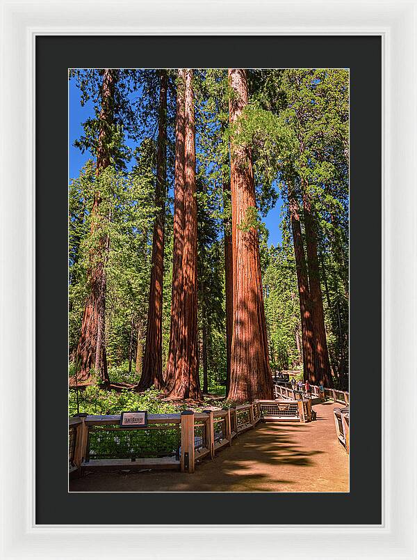 Trail Through Mariposa Grove - Framed Print