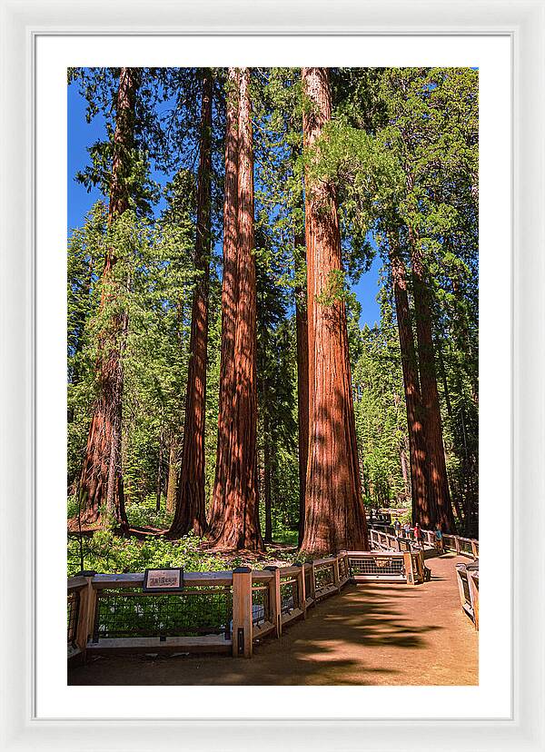 Trail Through Mariposa Grove - Framed Print