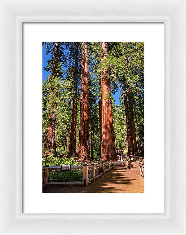 Trail Through Mariposa Grove - Framed Print