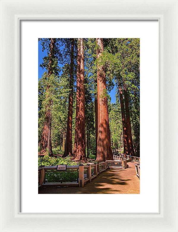 Trail Through Mariposa Grove - Framed Print