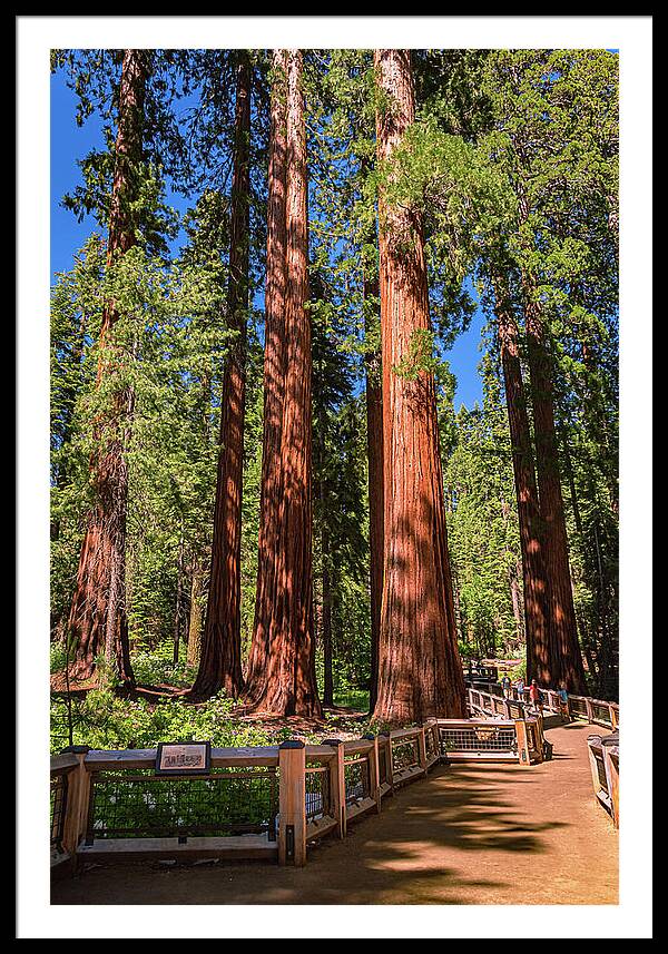 Trail Through Mariposa Grove - Framed Print