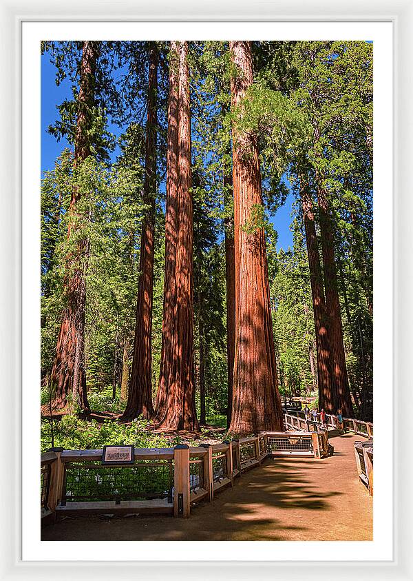 Trail Through Mariposa Grove - Framed Print