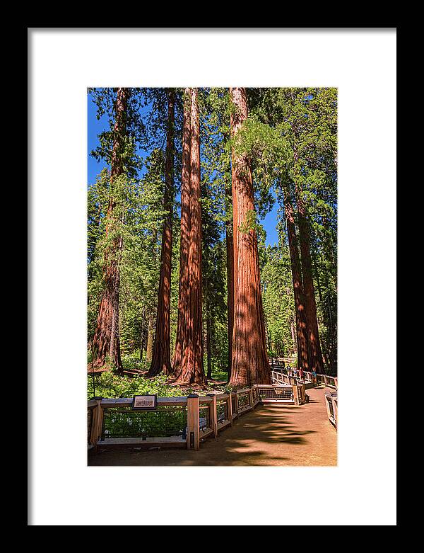 Trail Through Mariposa Grove - Framed Print