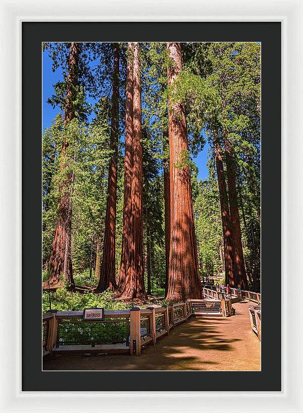 Trail Through Mariposa Grove - Framed Print
