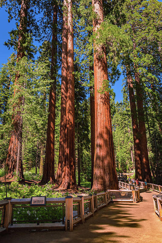 Trail Through Mariposa Grove - Art Print