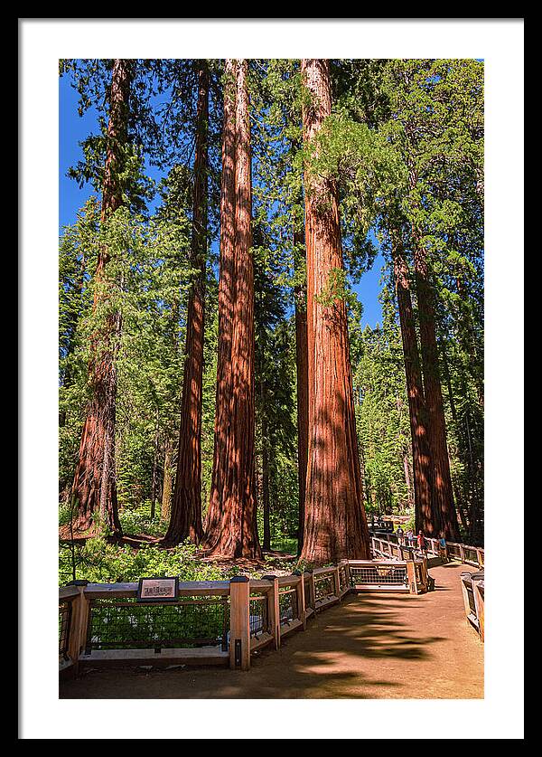 Trail Through Mariposa Grove - Framed Print