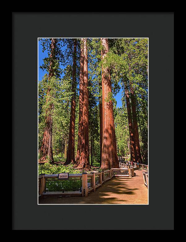 Trail Through Mariposa Grove - Framed Print