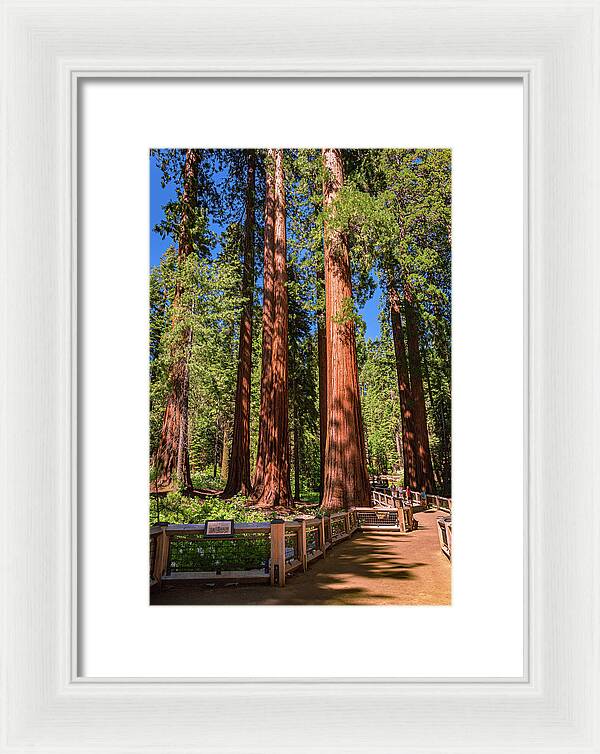 Trail Through Mariposa Grove - Framed Print