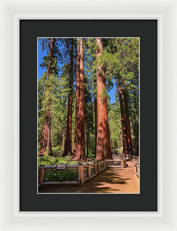 Trail Through Mariposa Grove - Framed Print