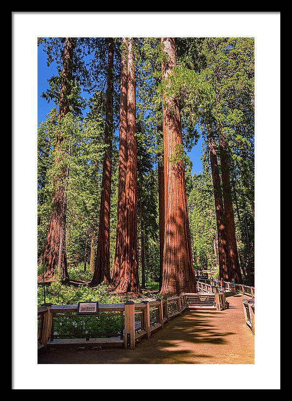 Trail Through Mariposa Grove - Framed Print