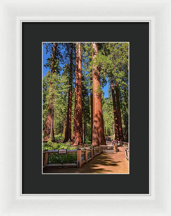 Trail Through Mariposa Grove - Framed Print