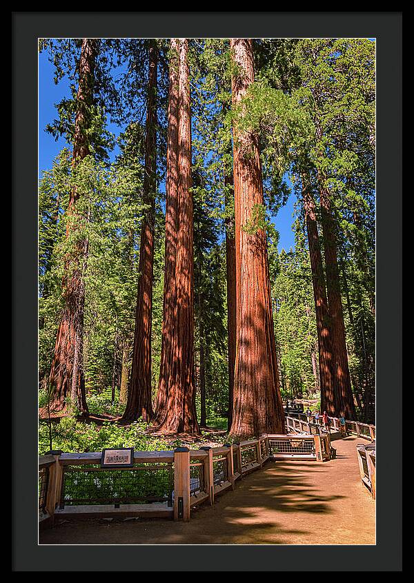 Trail Through Mariposa Grove - Framed Print