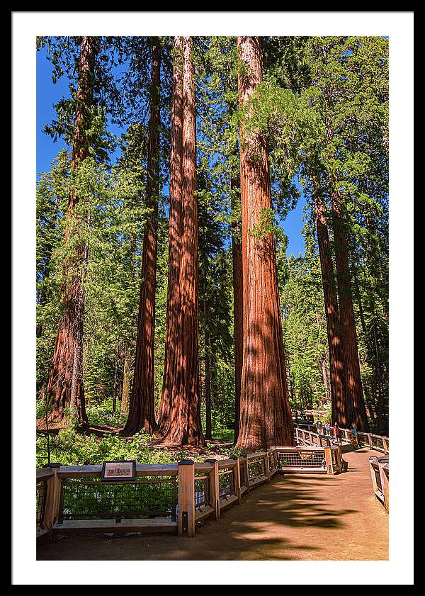 Trail Through Mariposa Grove - Framed Print