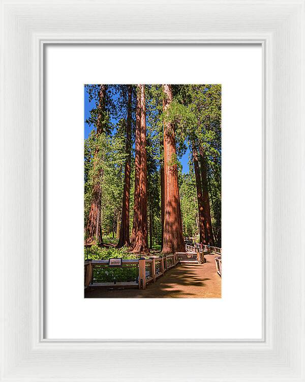 Trail Through Mariposa Grove - Framed Print