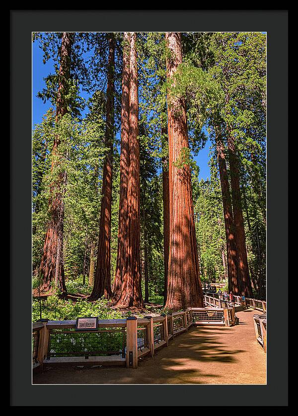 Trail Through Mariposa Grove - Framed Print