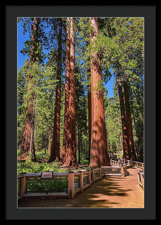 Trail Through Mariposa Grove - Framed Print