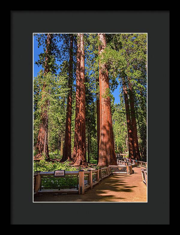 Trail Through Mariposa Grove - Framed Print