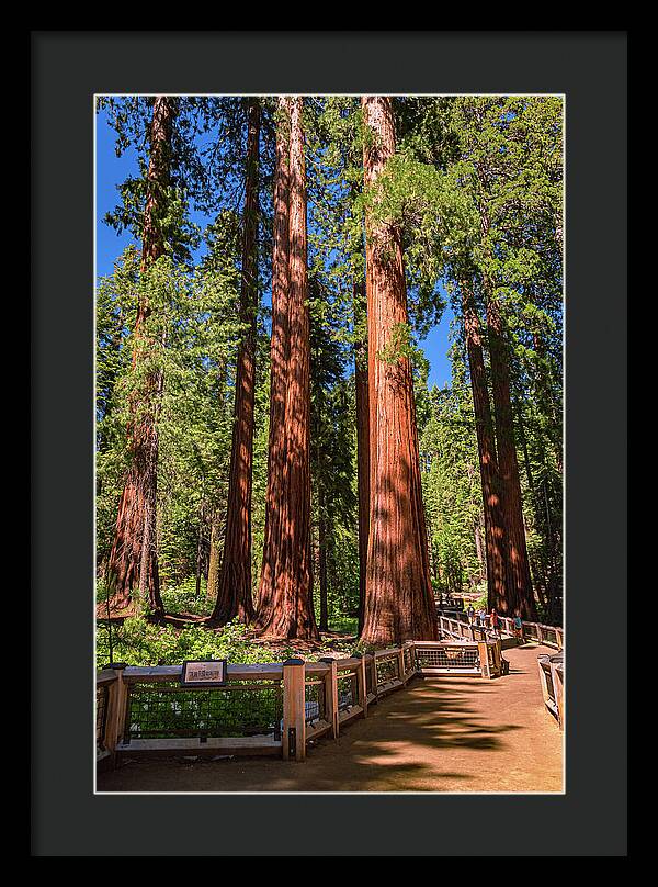 Trail Through Mariposa Grove - Framed Print