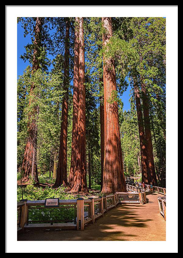 Trail Through Mariposa Grove - Framed Print