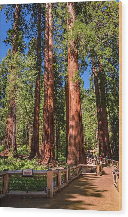 Trail Through Mariposa Grove - Wood Print
