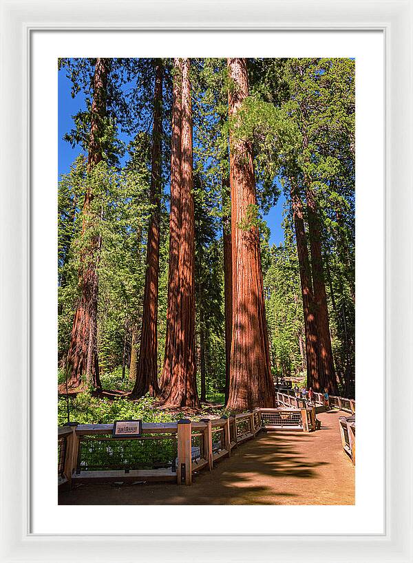 Trail Through Mariposa Grove - Framed Print