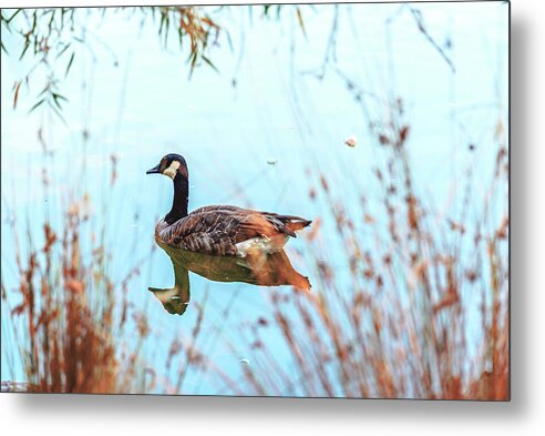 Tranquil Goose on a Lake - Metal Print