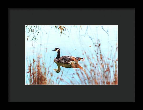 Tranquil Goose on a Lake - Framed Print