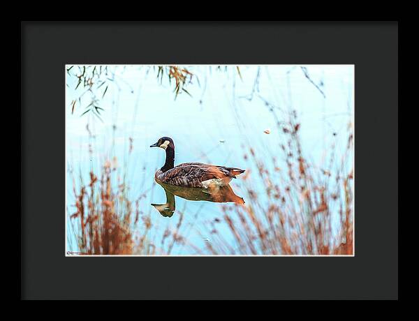 Tranquil Goose on a Lake - Framed Print