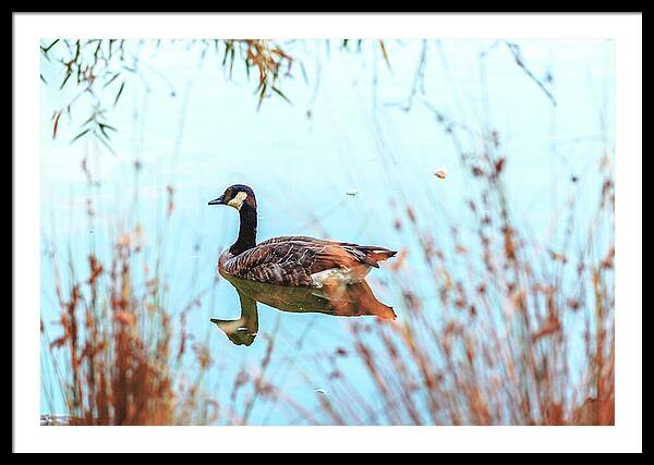 Tranquil Goose on a Lake - Framed Print