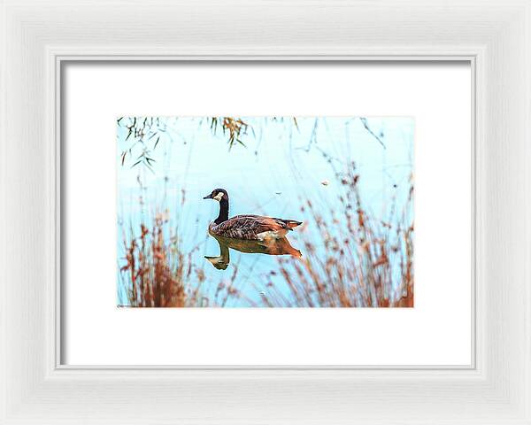 Tranquil Goose on a Lake - Framed Print