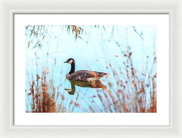 Tranquil Goose on a Lake - Framed Print
