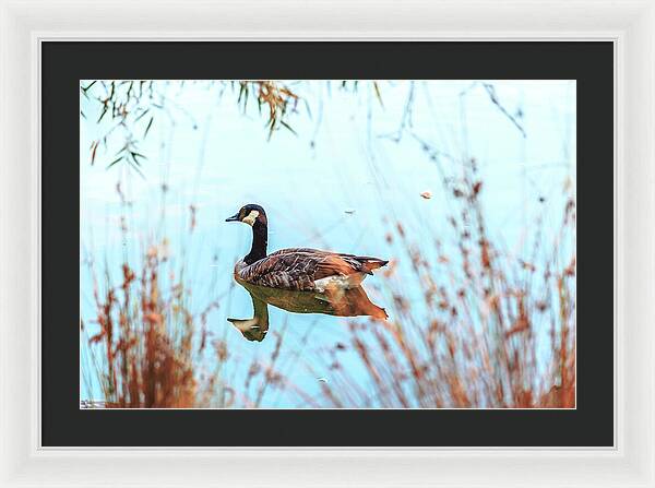 Tranquil Goose on a Lake - Framed Print