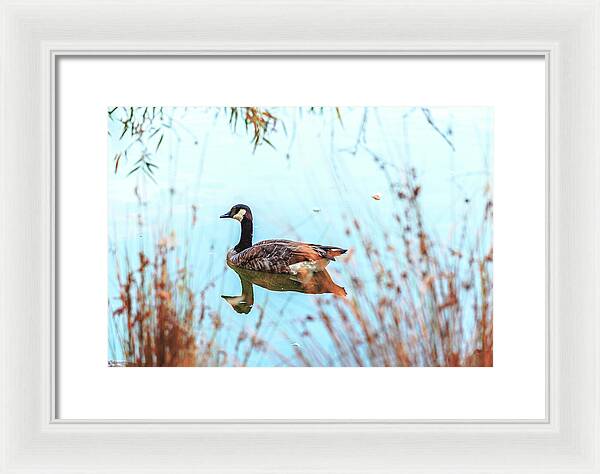Tranquil Goose on a Lake - Framed Print