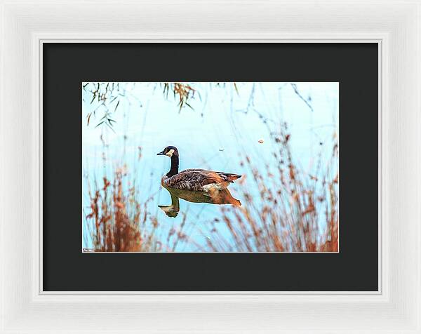 Tranquil Goose on a Lake - Framed Print