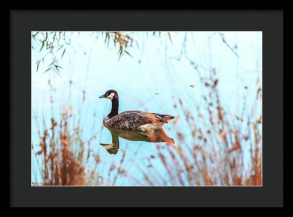 Tranquil Goose on a Lake - Framed Print