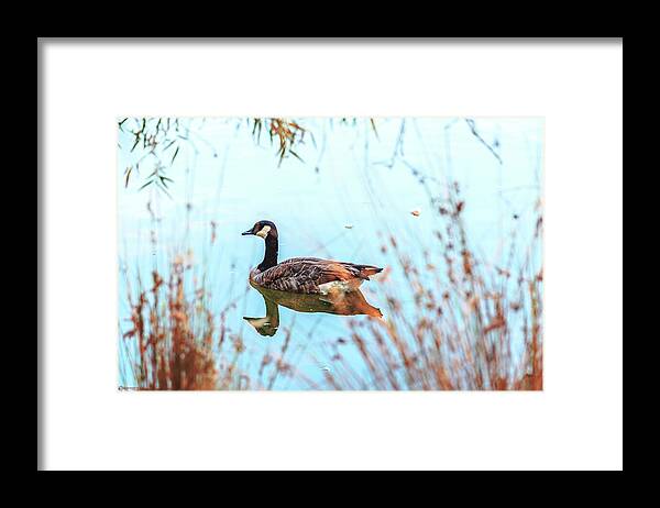 Tranquil Goose on a Lake - Framed Print