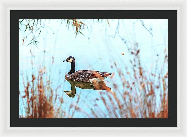 Tranquil Goose on a Lake - Framed Print