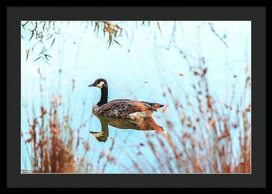 Tranquil Goose on a Lake - Framed Print