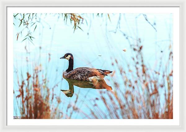 Tranquil Goose on a Lake - Framed Print